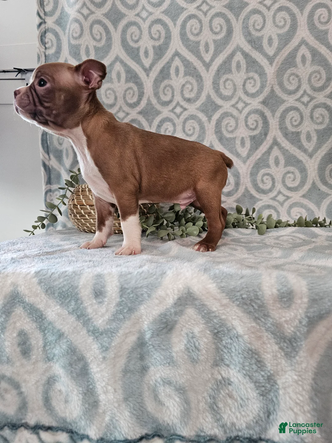 Boston Terrier dogs for sale: Jasper - Ad 9