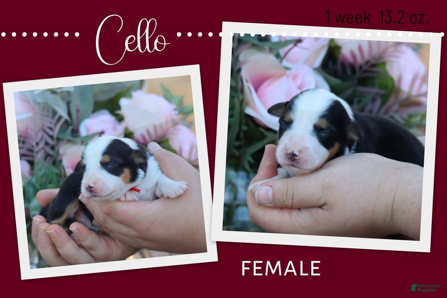 Miniature Australian Shepherd dogs Cello - Ad 1