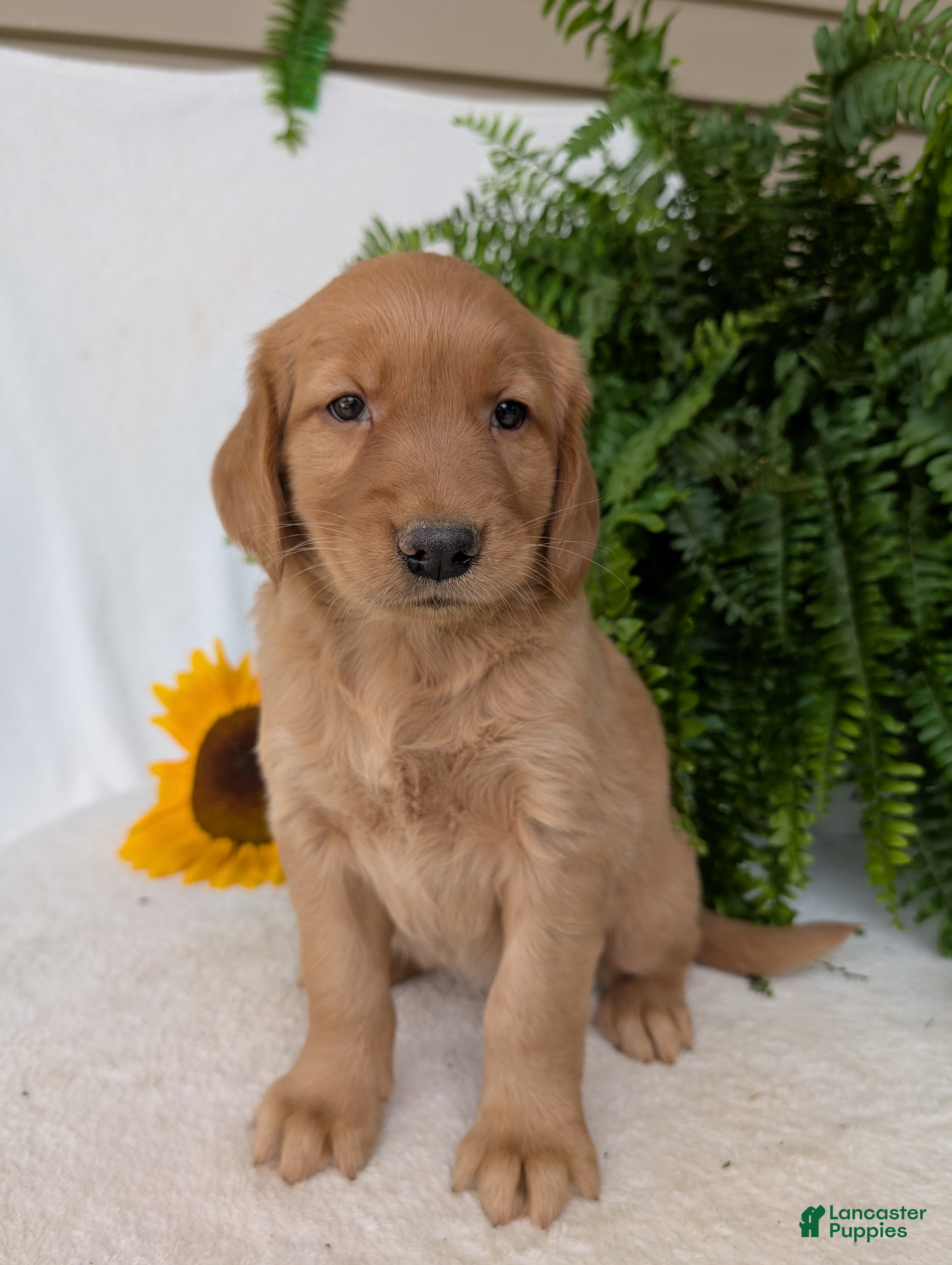 Golden Retriever dogs Liberty  - Ad 1