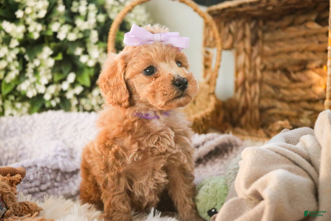 Miniature Poodle dogs for sale: Hazel - Ad 6