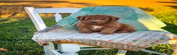 Mini Goldendoodle dogs for sale: Luna - Ad 10