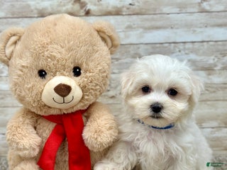 Maltese dogs - Ad 33