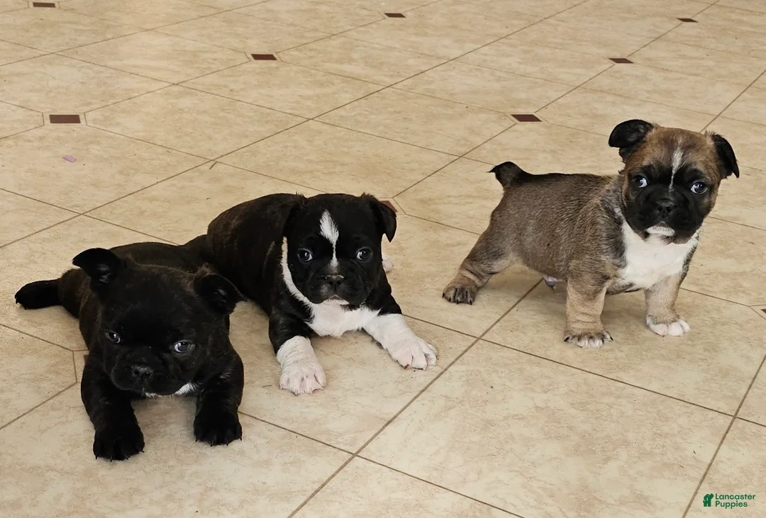 Mixed Breed dogs for sale: RayBan 75% Frenchie - Ad 6
