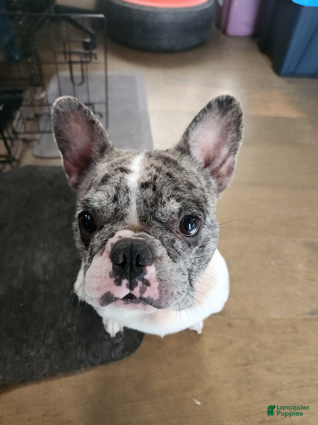 French Bulldog dogs for sale: French Bulldog Edith  - Ad 2