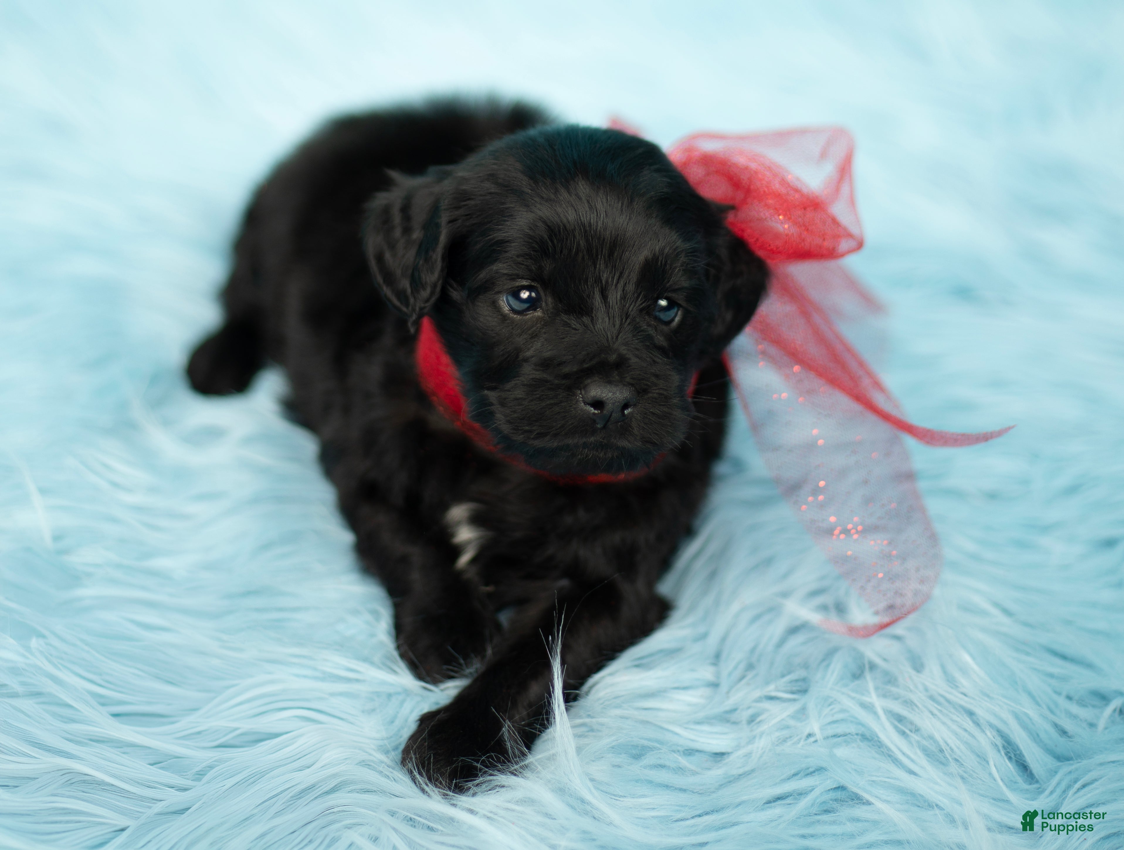 Labradoodle dogs Simba - Ad 9