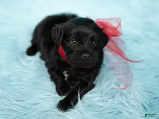 Labradoodle dogs Simba - Ad 18