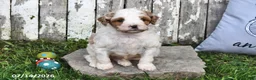 Goldendoodle dogs for sale: Scott - Ad 5