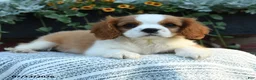 Cavalier King Charles Spaniel dogs for sale: Jaxon - Ad 4