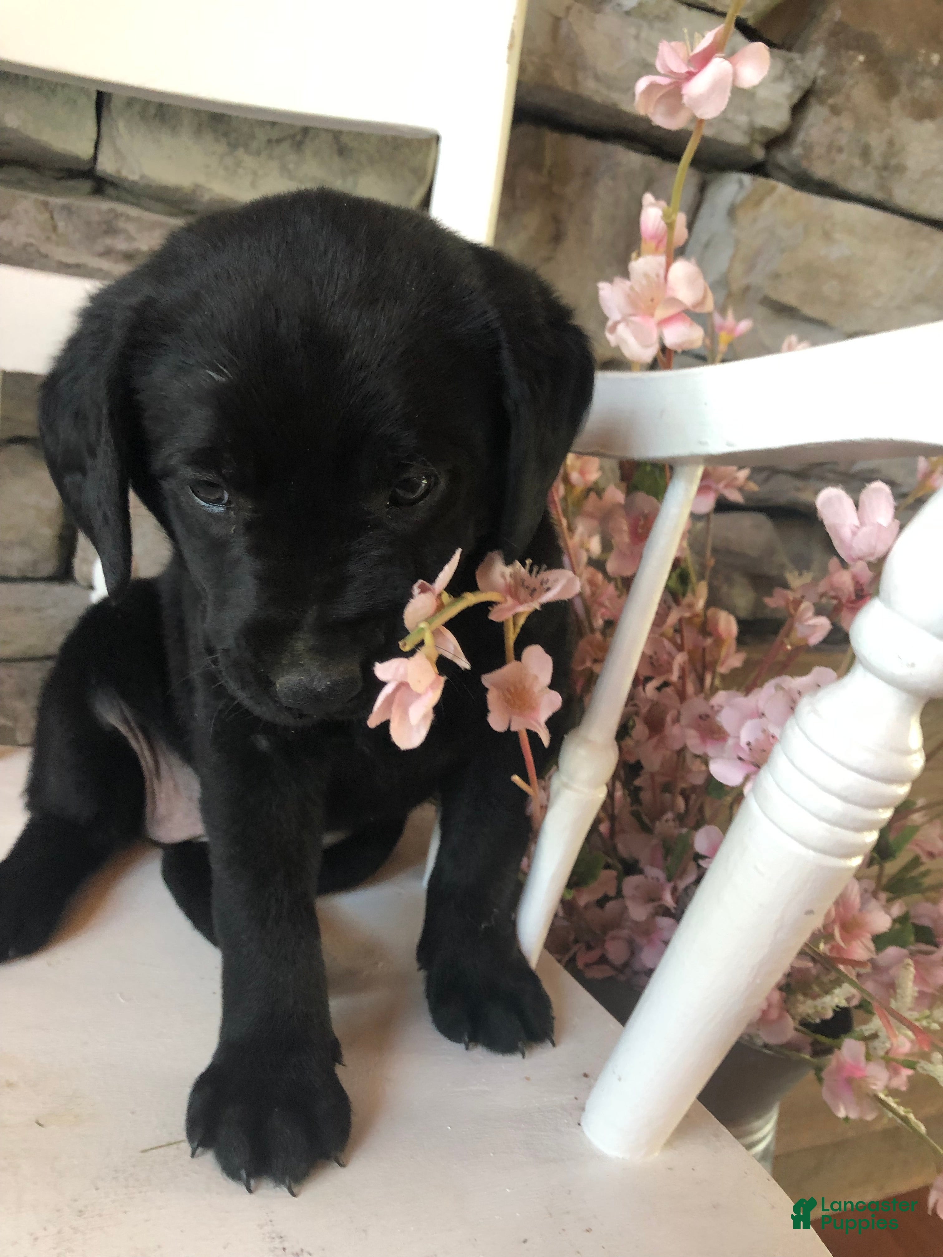 Labrador Retriever dogs Kylee - Ad 2