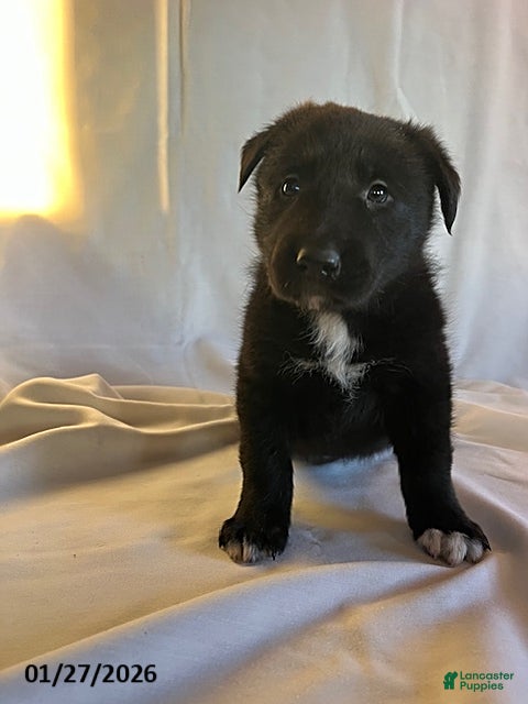 Mixed Breed dogs Cole - Ad 16