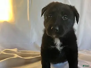 Mixed Breed dogs Cole - Ad 16