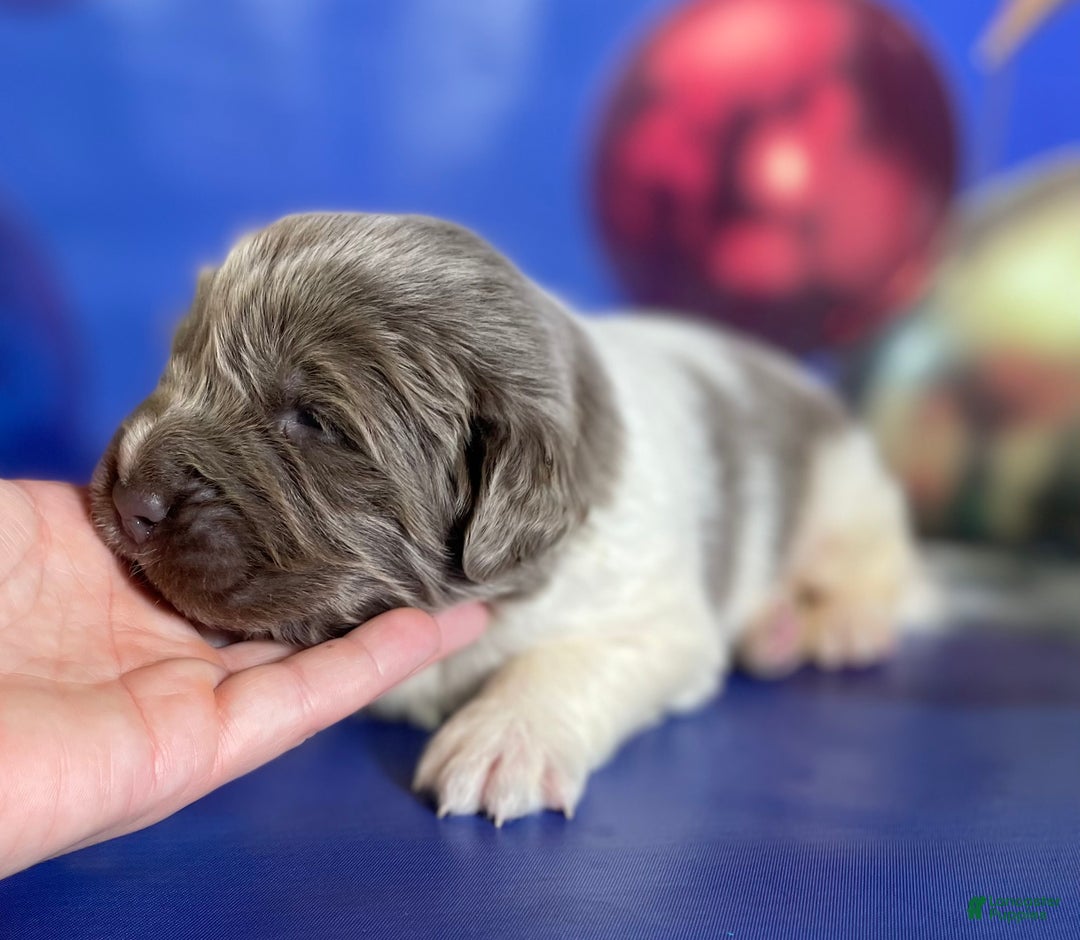 Mixed Breed dogs for sale: Storm OFA DNA  - Ad 6