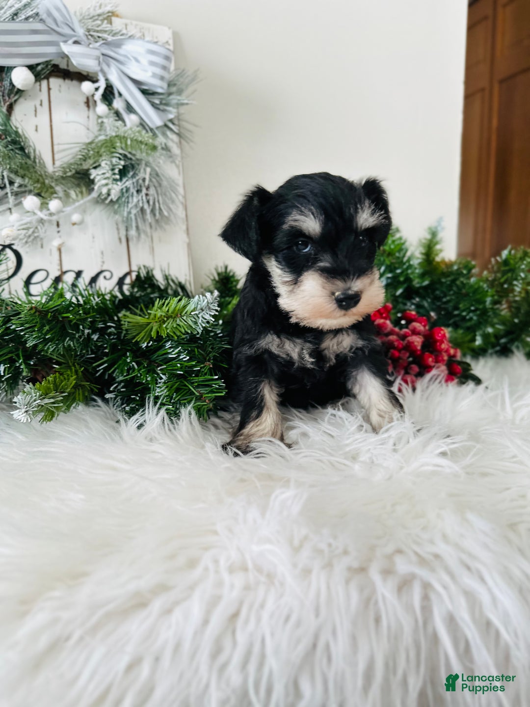 Miniature Schnauzer dogs for sale: Brody - Ad 5