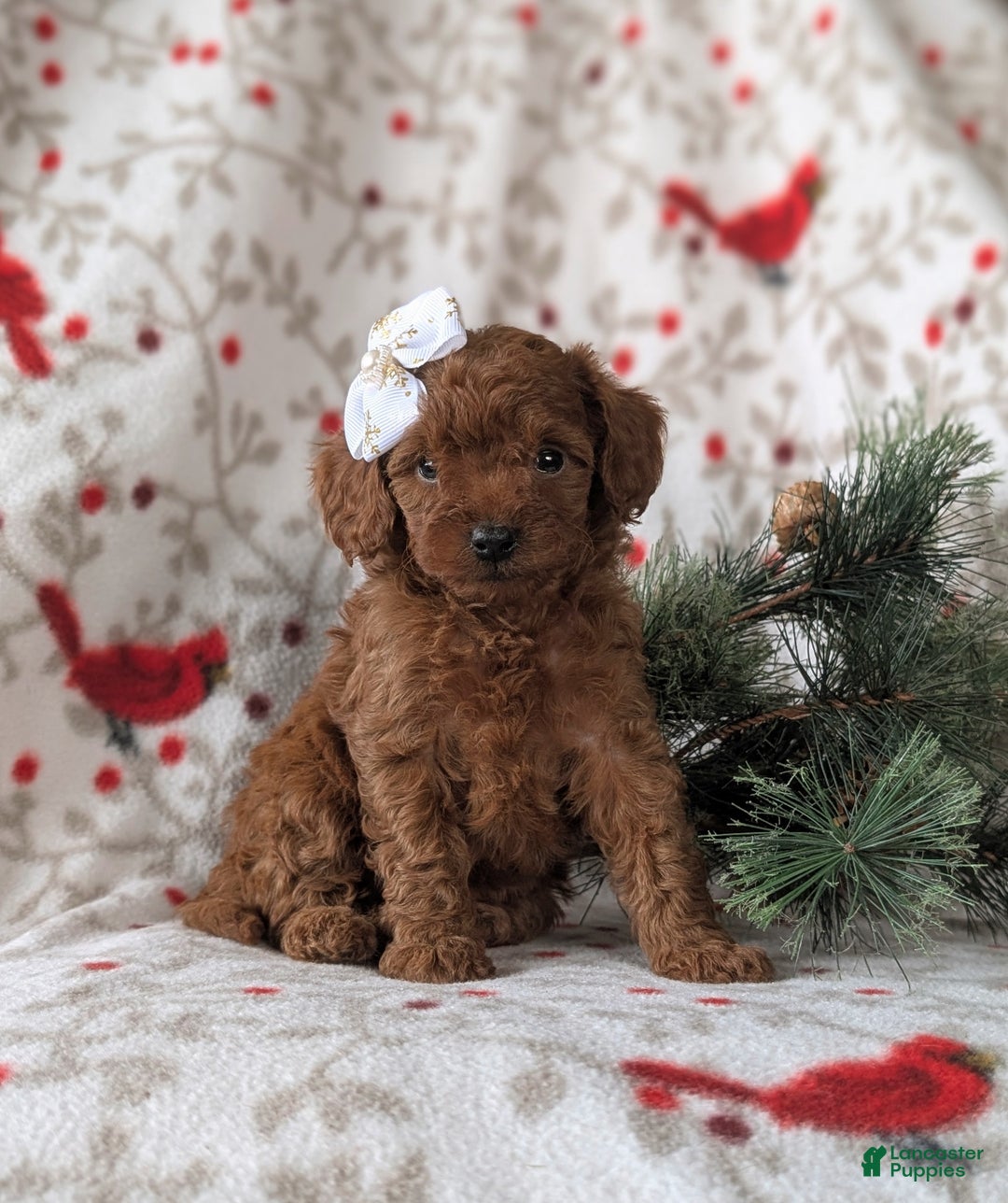 Cavapoo dogs for sale: Carissa Hypoallergenic - Ad 5