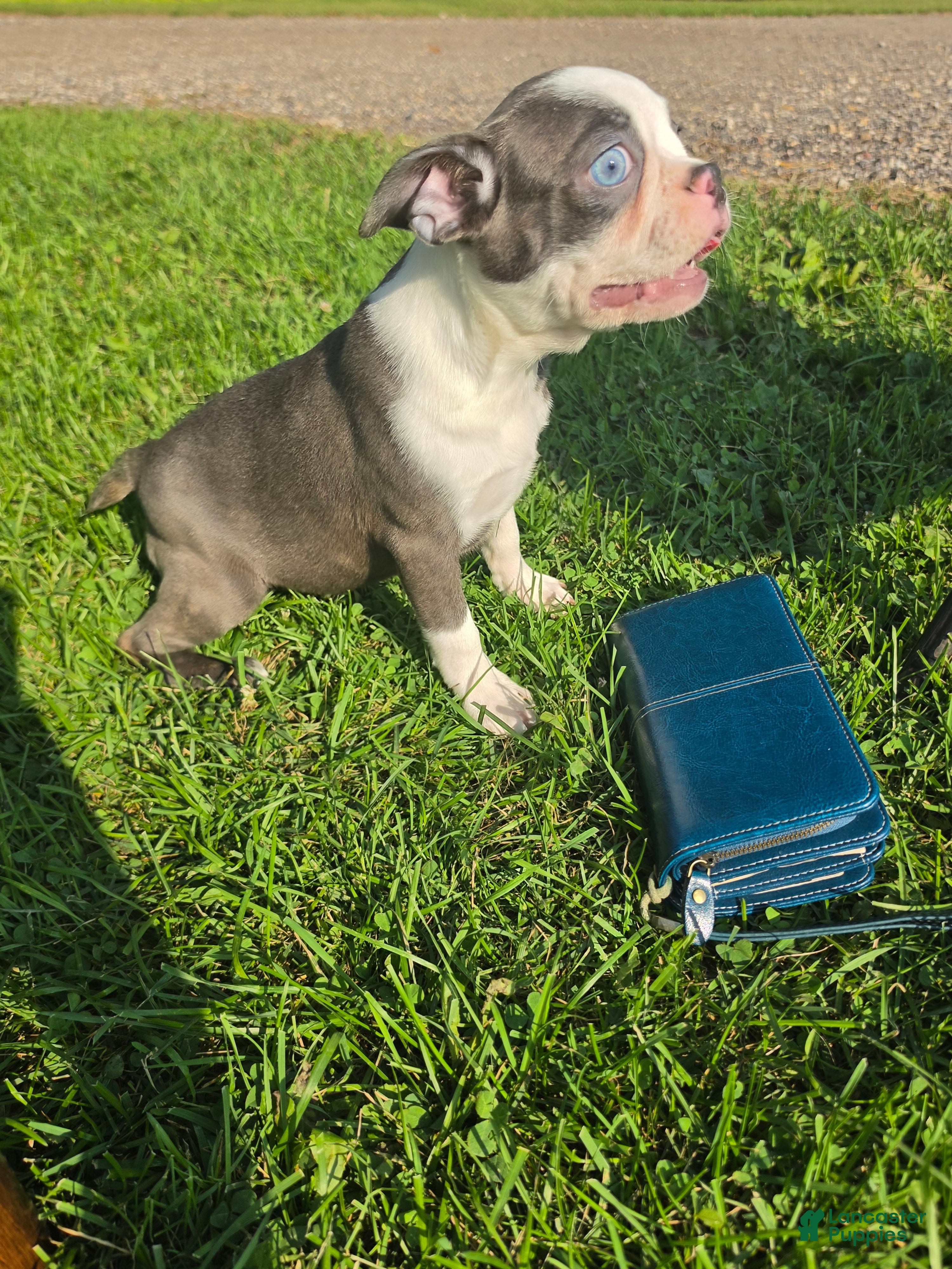 Boston Terrier dogs Boston Terrier Female 1 - Ad 40