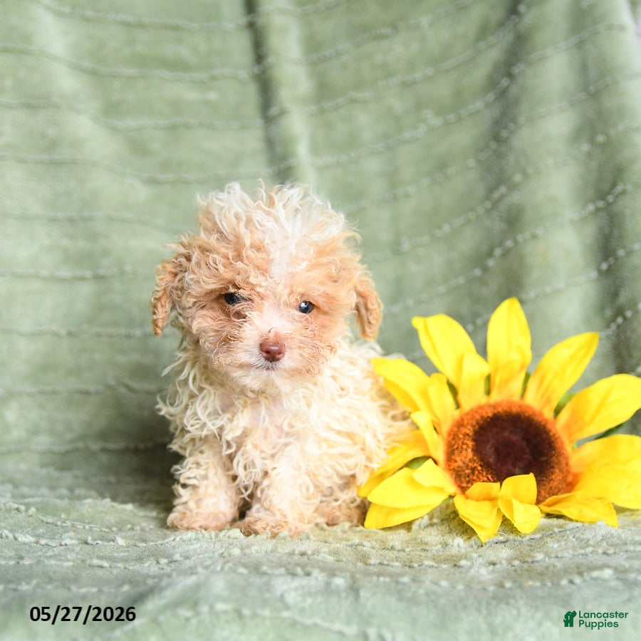 Toy Poodle dogs Koala - Ad 1