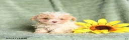 Toy Poodle dogs for sale: Koala - Ad 1
