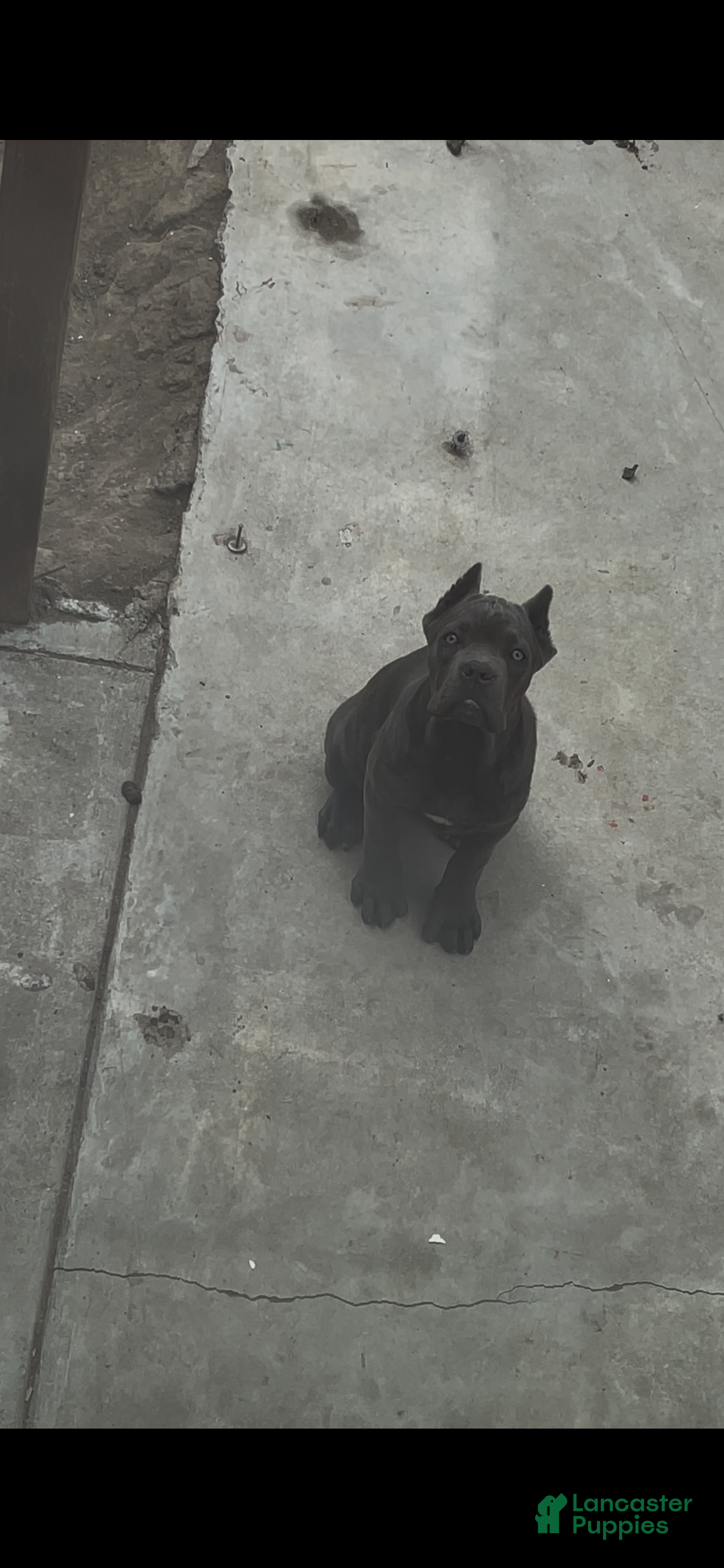 Cane Corso dogs Petunia - Ad 4