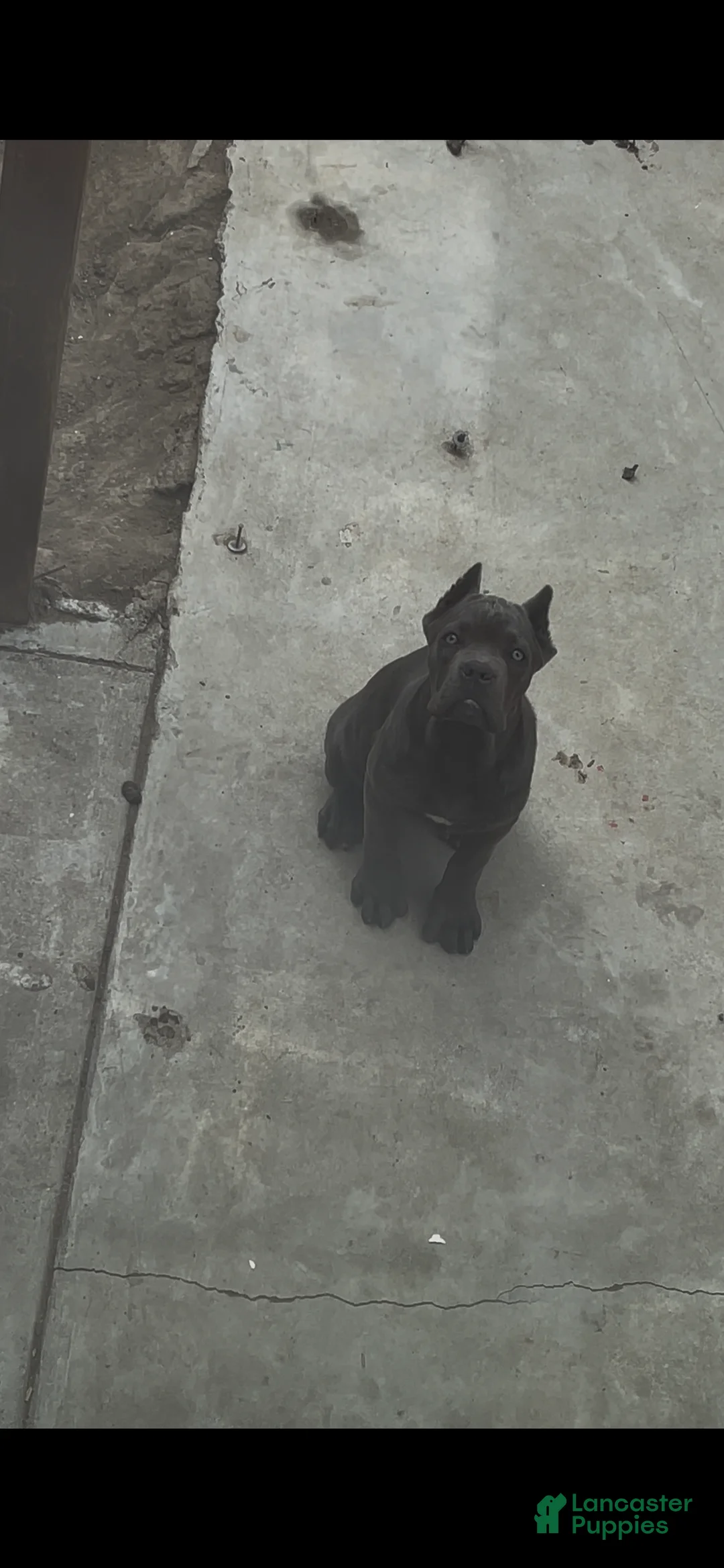 Cane Corso dogs for sale: Petunia - Ad 1