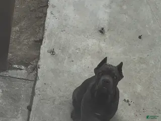 Cane Corso dogs for sale: Petunia - Ad 2