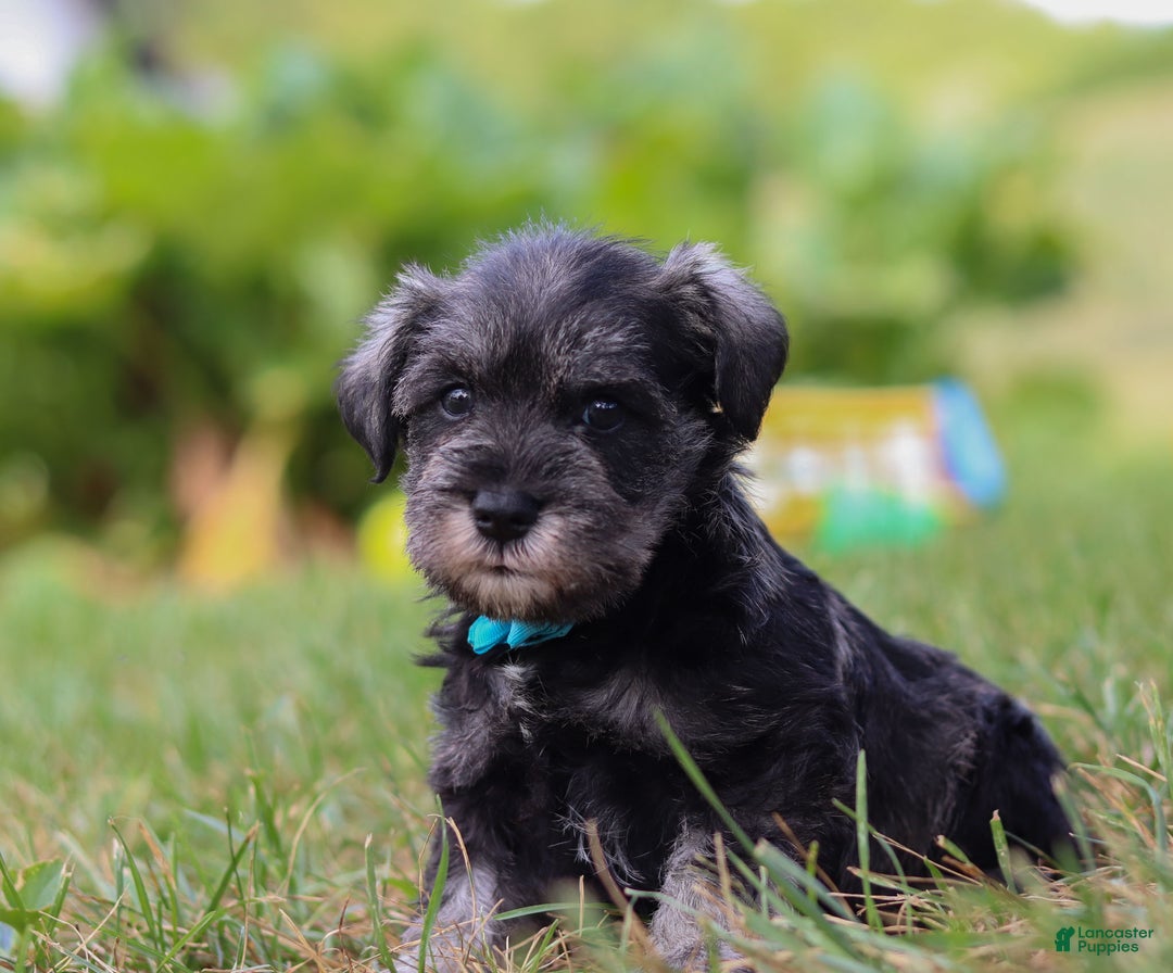 Miniature Schnauzer dogs for sale: Millie - Ad 26