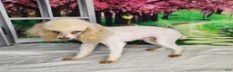 Miniature Poodle dogs for sale: AKC Crew - Ad 3