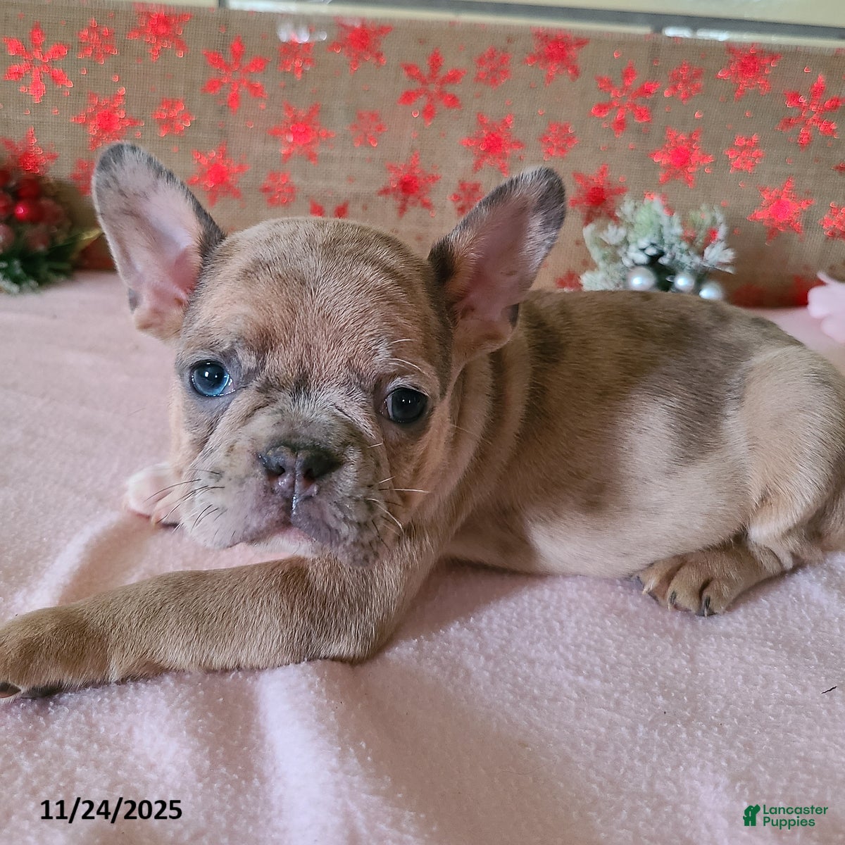 Frenchton dogs Fawnskin - Ad 11