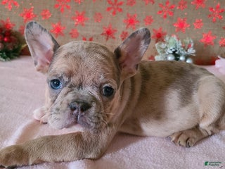 Frenchton dogs Fawnskin - Ad 2