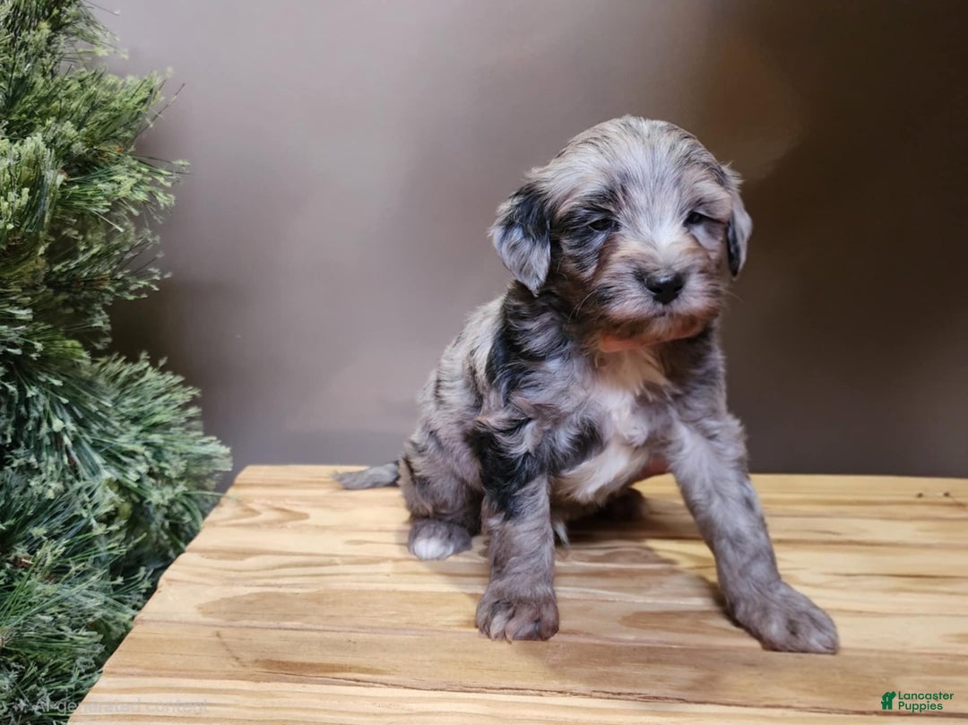 Mini Bernedoodle dogs for sale: Blitz - Ad 12