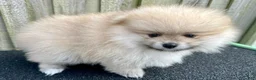 Pomeranian dogs for sale: Kayla - Ad 17