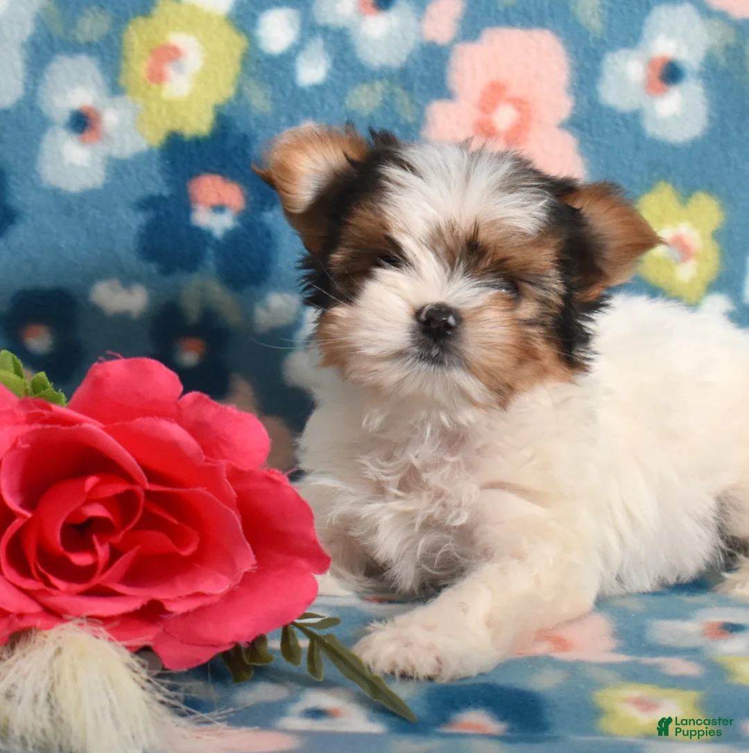 Yorkshire Terrier dogs for sale: Graham  - Ad 1