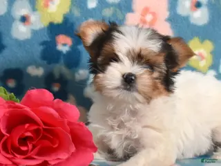 Yorkshire Terrier dogs Graham - Ad 1