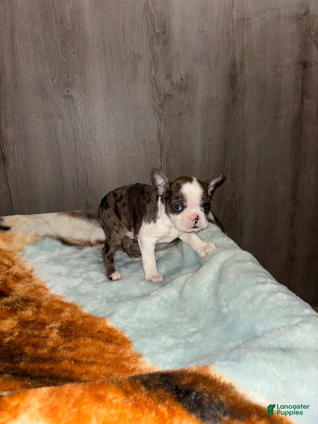 Boston Terrier dogs for sale:  Emery - Ad 1