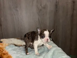 Boston Terrier dogs for sale: Emery - Ad 1