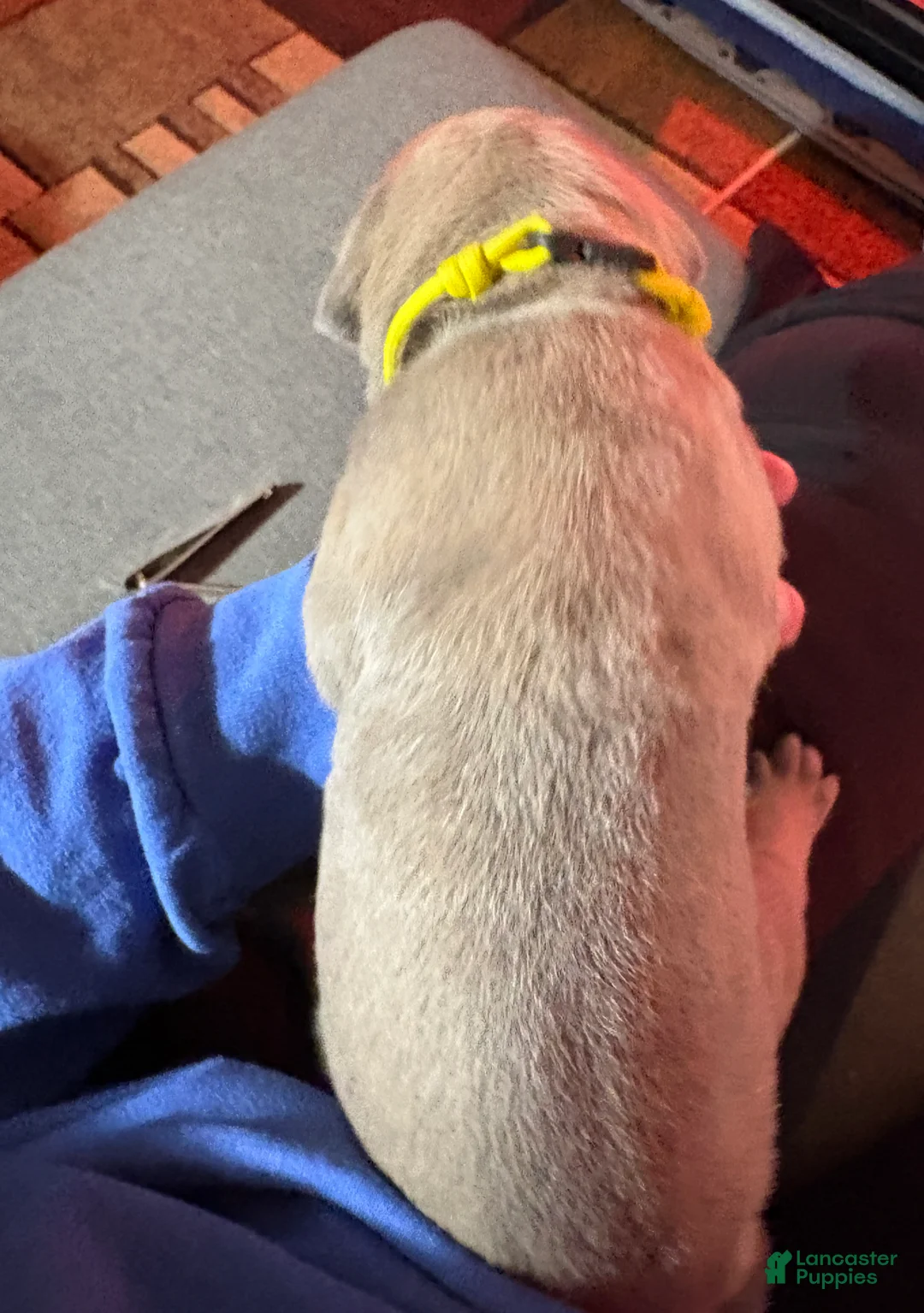 Cane Corso dogs for sale: Yellow - Ad 2