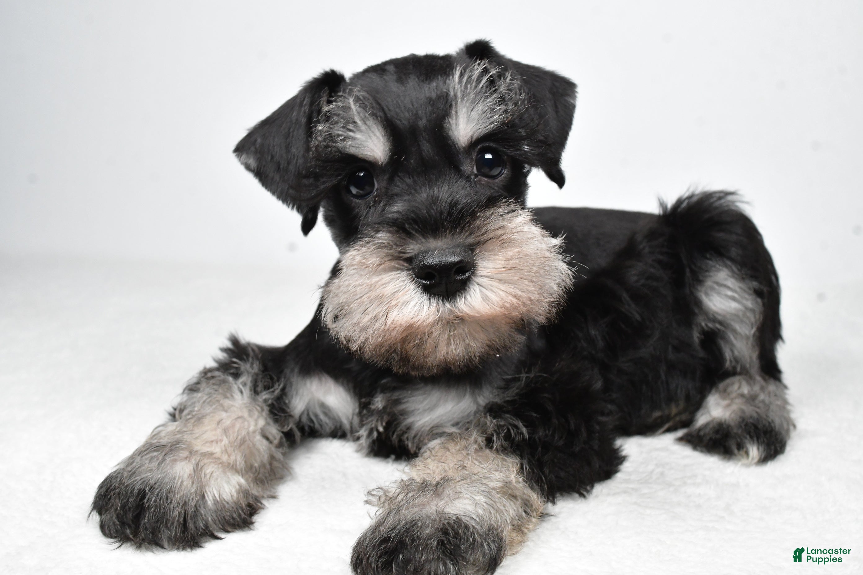 Miniature Schnauzer dogs Jasper - Ad 1