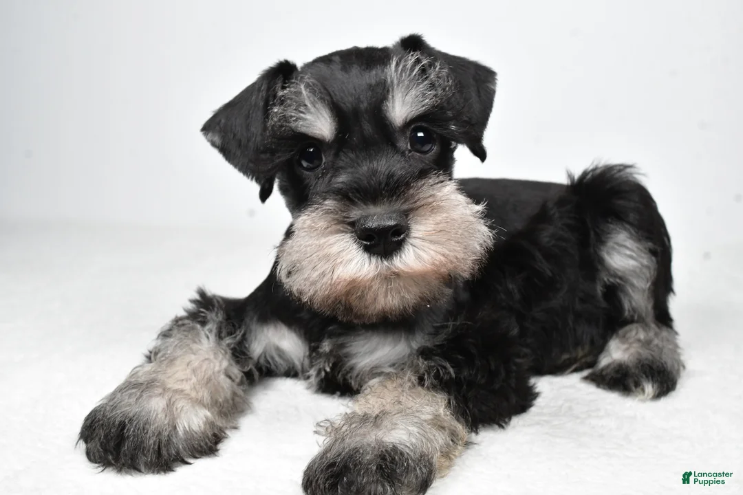 Miniature Schnauzer dogs for sale: Jasper - Ad 1