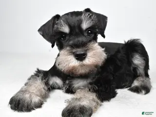 Miniature Schnauzer dogs for sale: Jasper - Ad 4