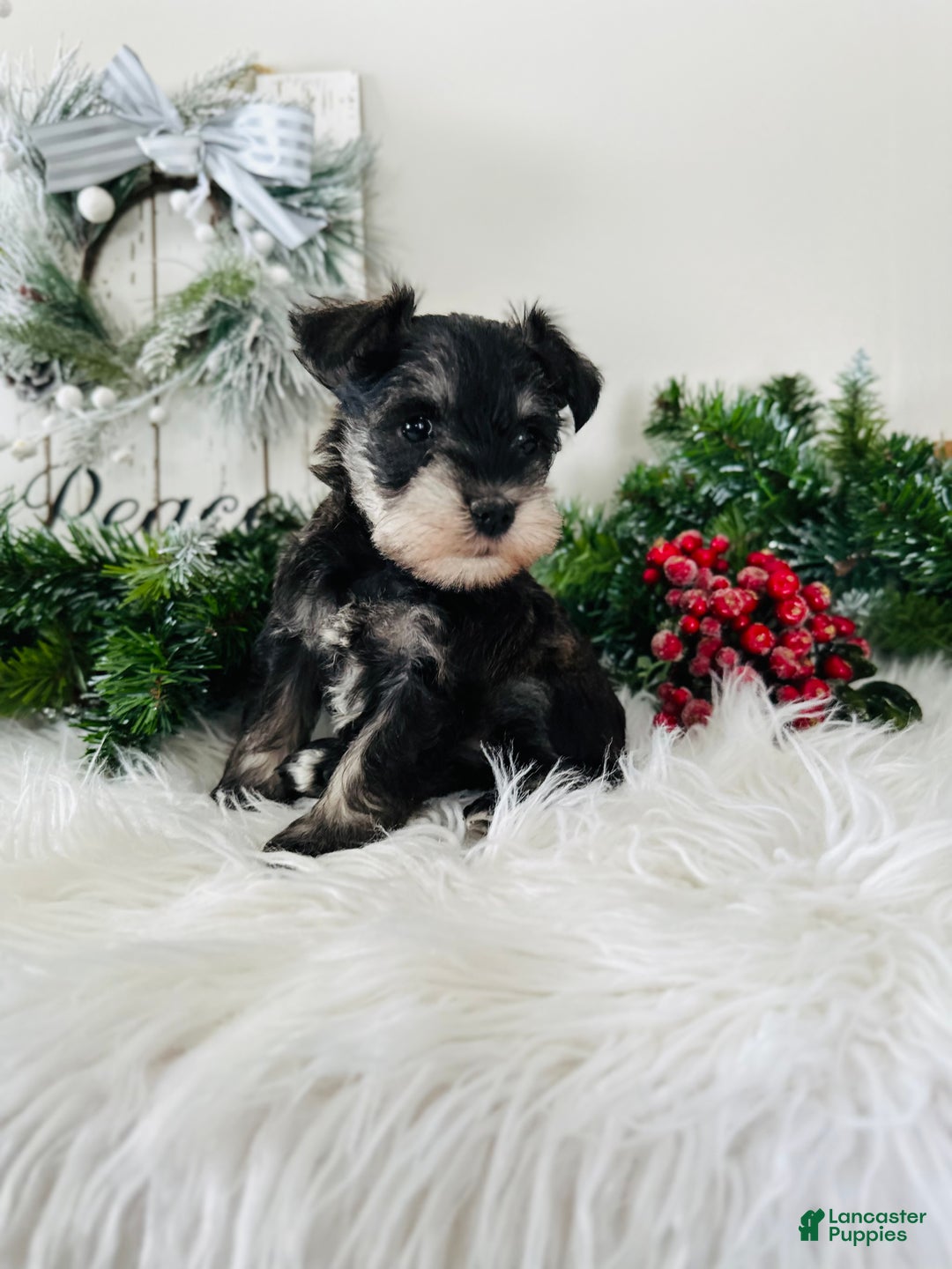 Miniature Schnauzer dogs for sale: Indy - Ad 4