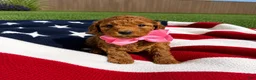 Mini Goldendoodle dogs for sale: Mini Goldendoodle 7 - Ad 7