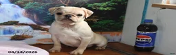Pug dogs for sale: Sweetheart - Ad 5