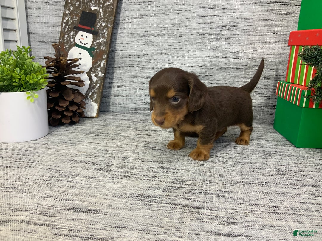 Miniature Dachshund dogs for sale: Nick - Ad 5