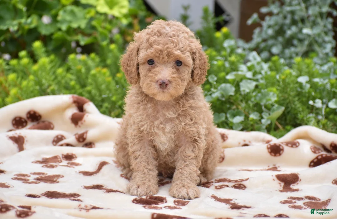 Miniature Poodle dogs for sale: Duke - Miniature - Ad 2