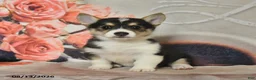 Welsh Corgi Pembroke dogs for sale: Lila  - Ad 4