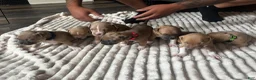 American Pit Bull Terrier dogs for sale: Stella  - Ad 6