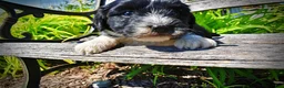 Havapoo dogs for sale: Havapoo Puppy 3 - Ad 8