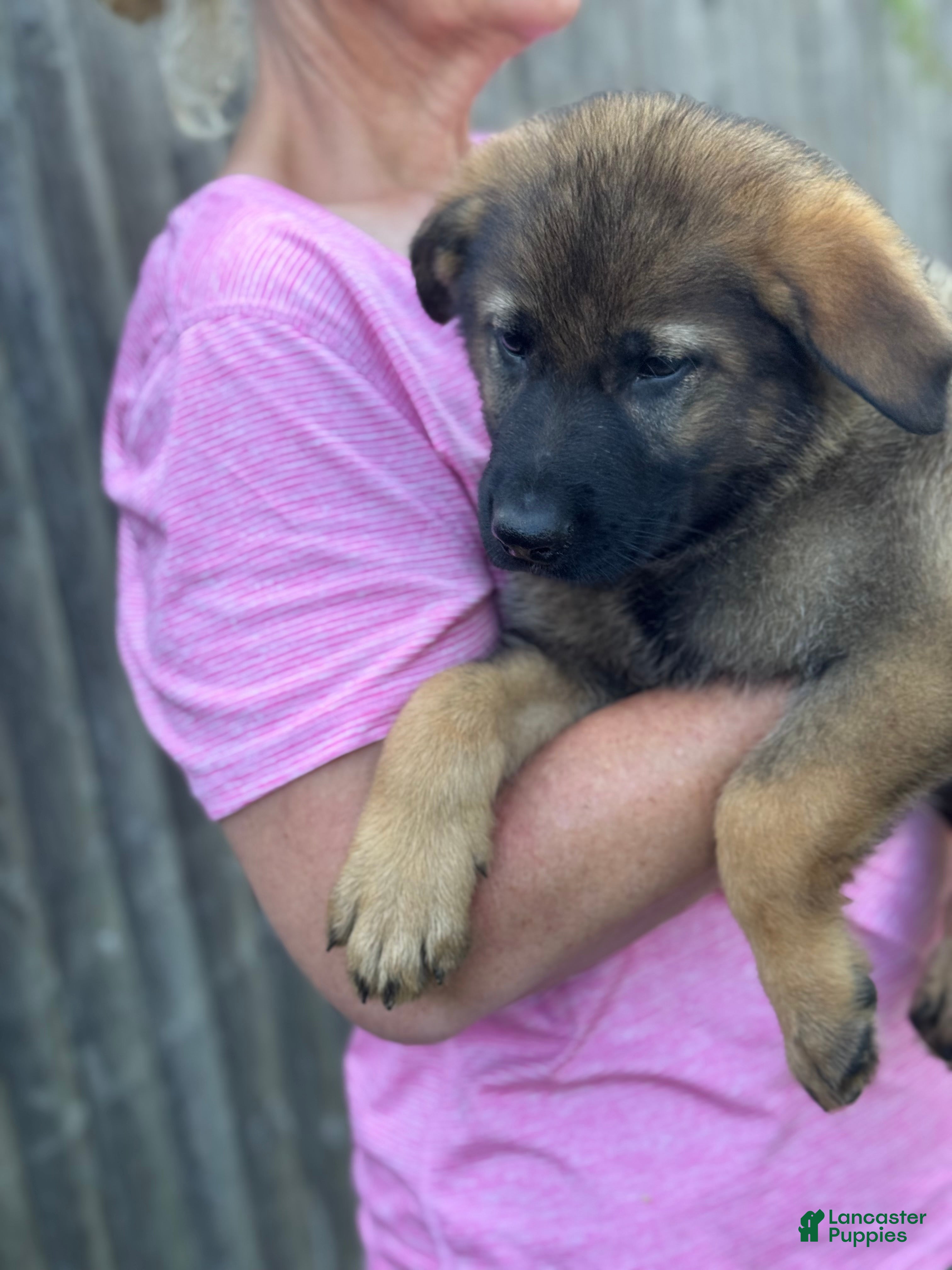 German Shepherd dogs Zeus - Ad 2