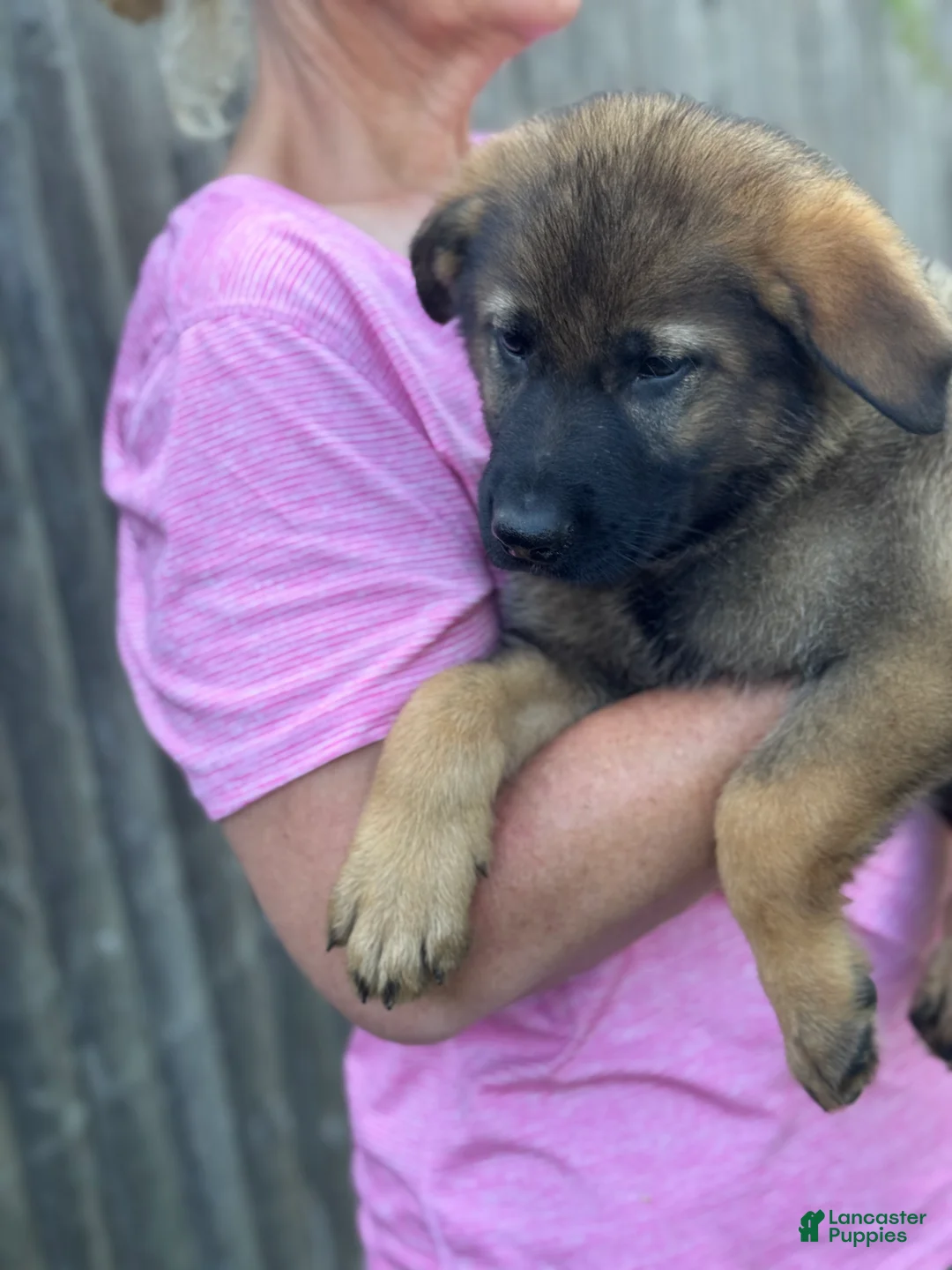 German Shepherd dogs for sale: Zeus - Ad 2