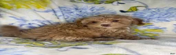 Mixed Breed dogs for sale: Mixed Breed 1 - Ad 2