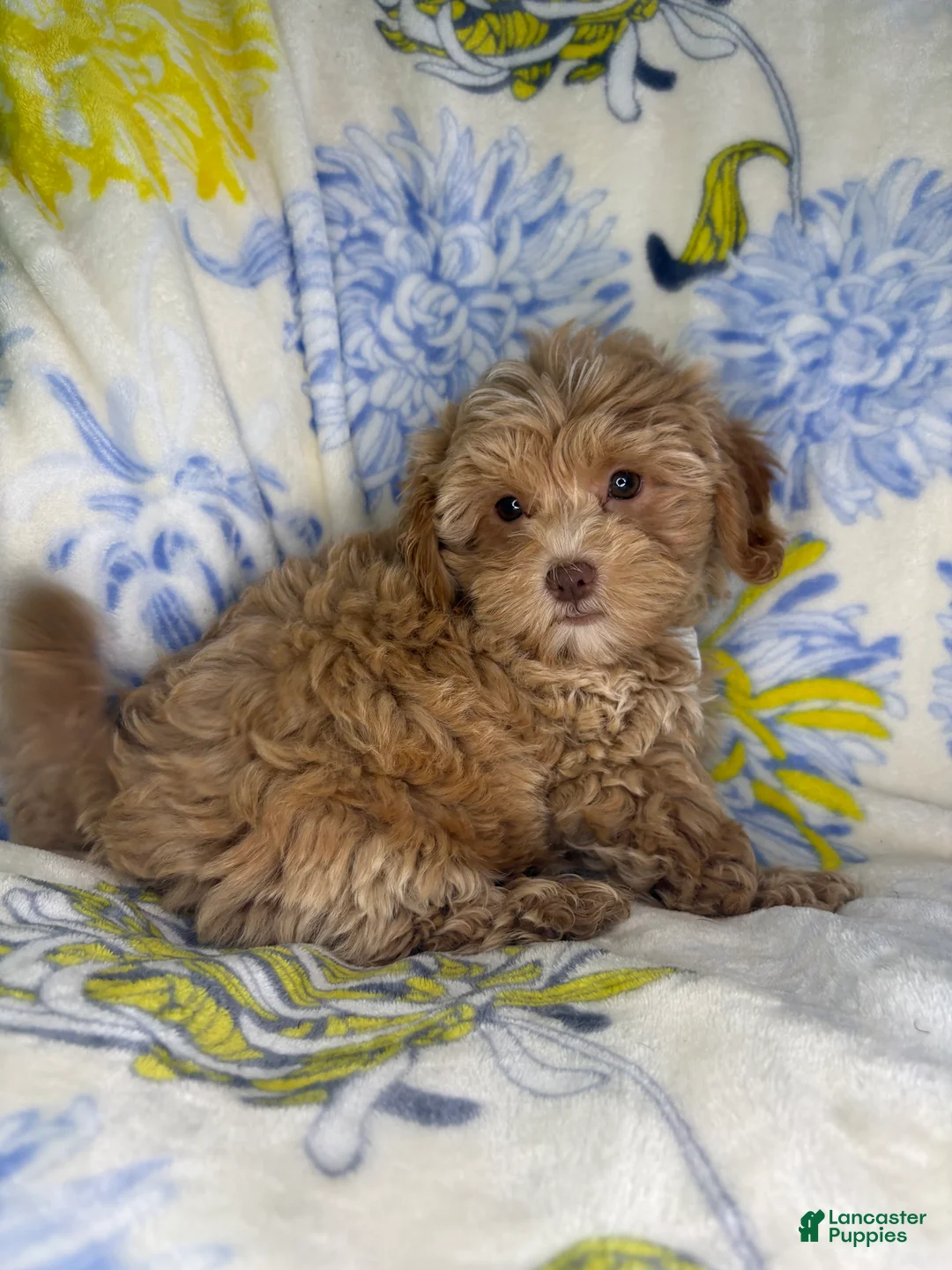 Mixed Breed dogs for sale: Mixed Breed 1 - Ad 2